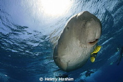 Dugong , Egypt . by Helmy Hashim 
